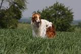 BARZOI 071